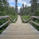 A boardwalk extending into a pine forest along the Fork Lake Trail in Algonquin Provincial Park.