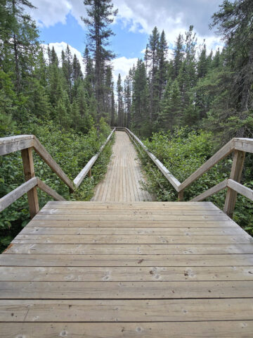 A boardwalk extending into a pine forest along the Fork Lake Trail in Algonquin Provincial Park.