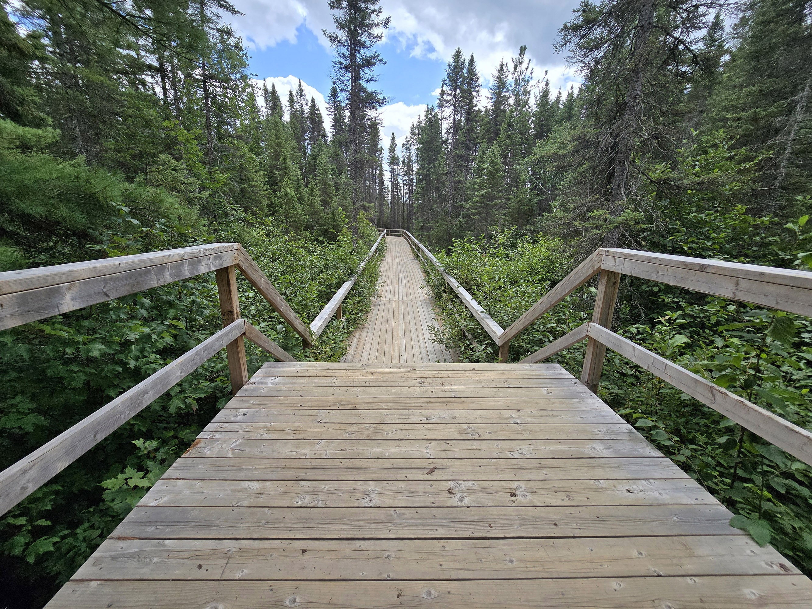 A boardwalk extending into a pine forest along the Fork Lake Trail in Algonquin Provincial Park.