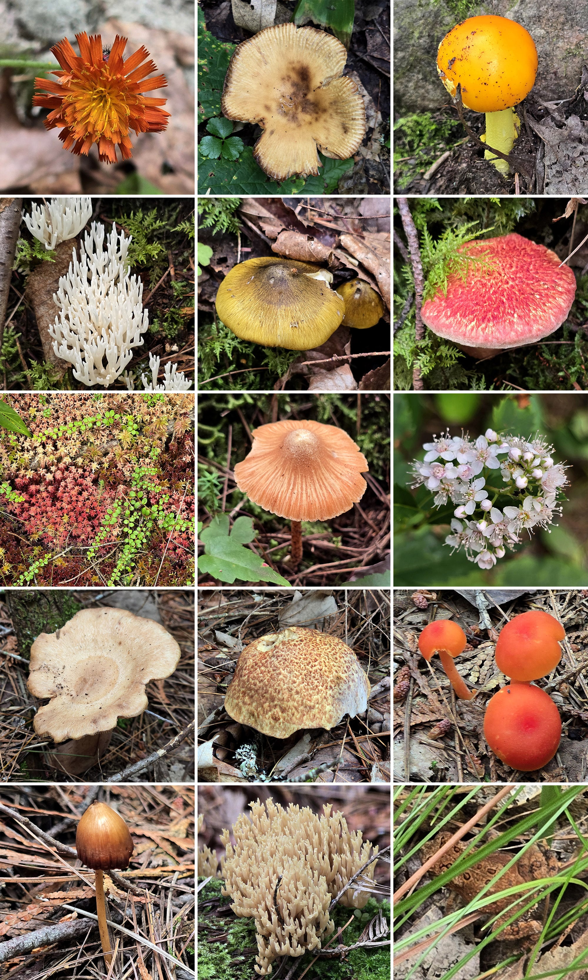15 part image showing various Fungi.