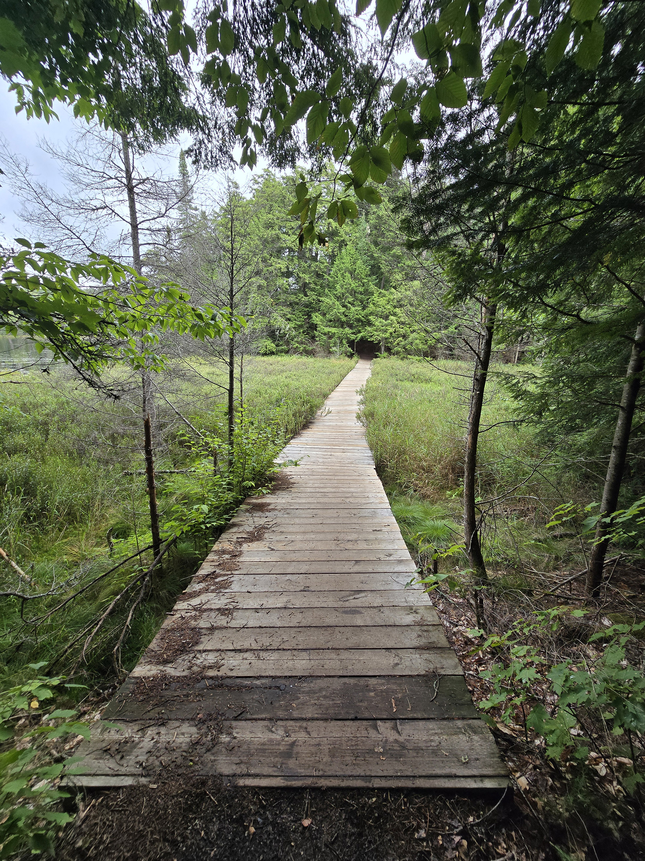 A scenic view along the Hemlock Bluff Trail in Algonquin Provincial Park.