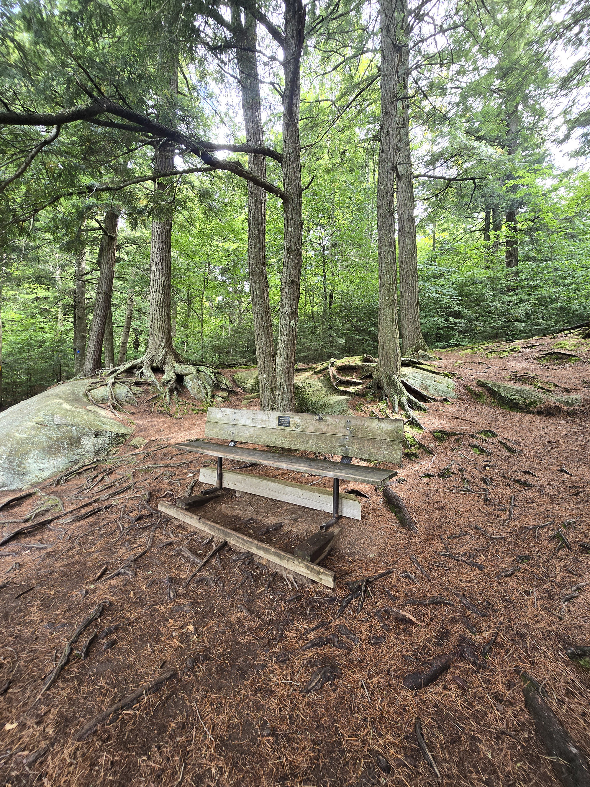 A seating bench along the Hemlock Buff Trail.