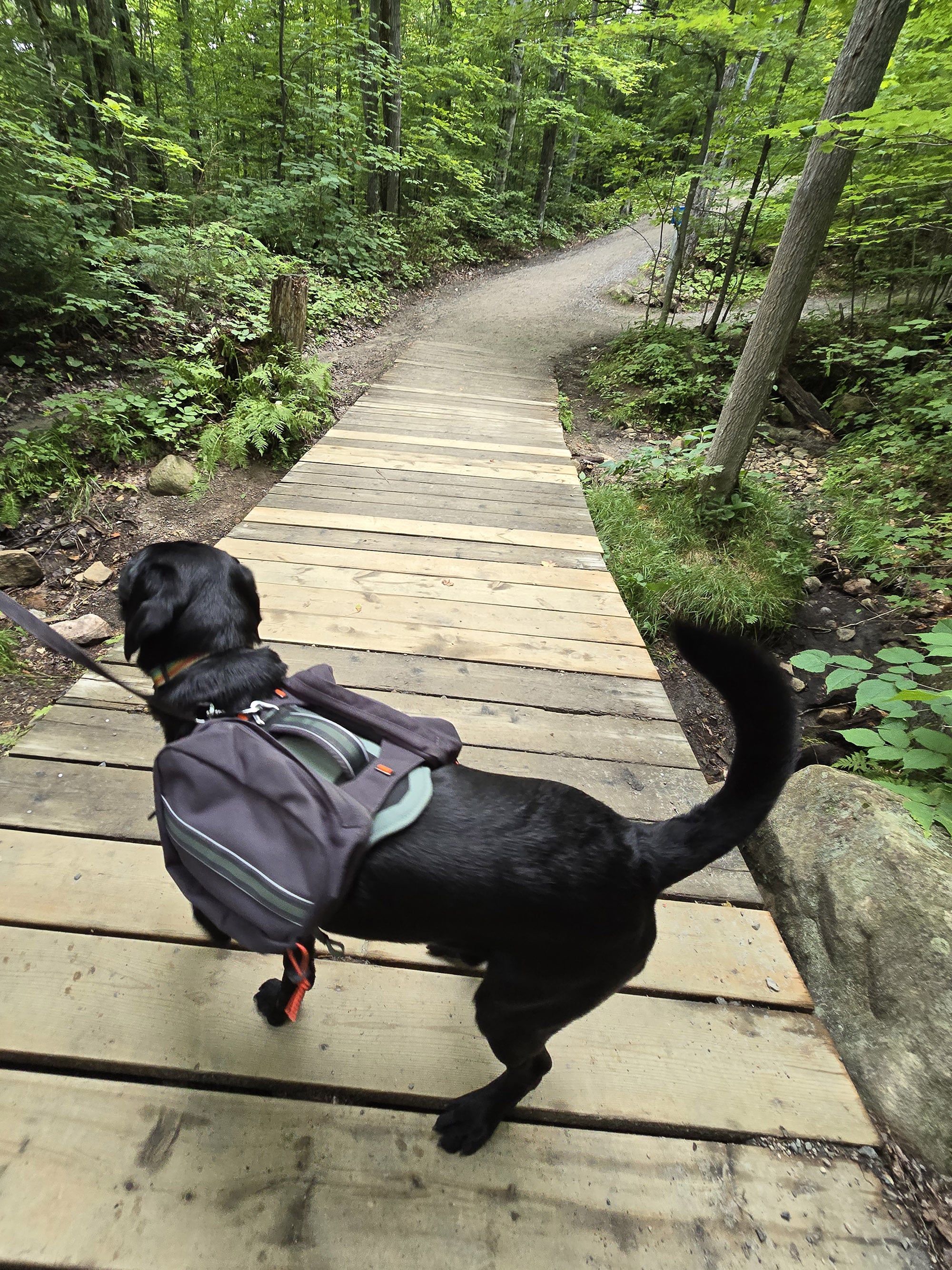 A black Labrador Retriever on the Lookout Trail.