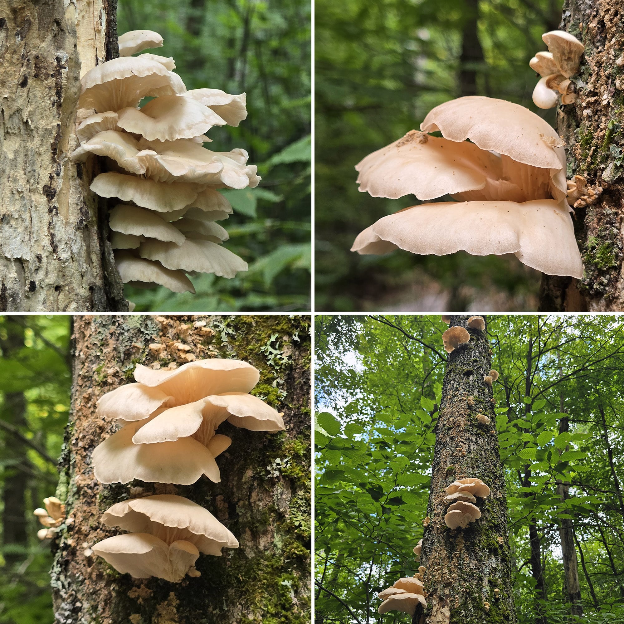 4 part image showing various views over an interesting fungus.