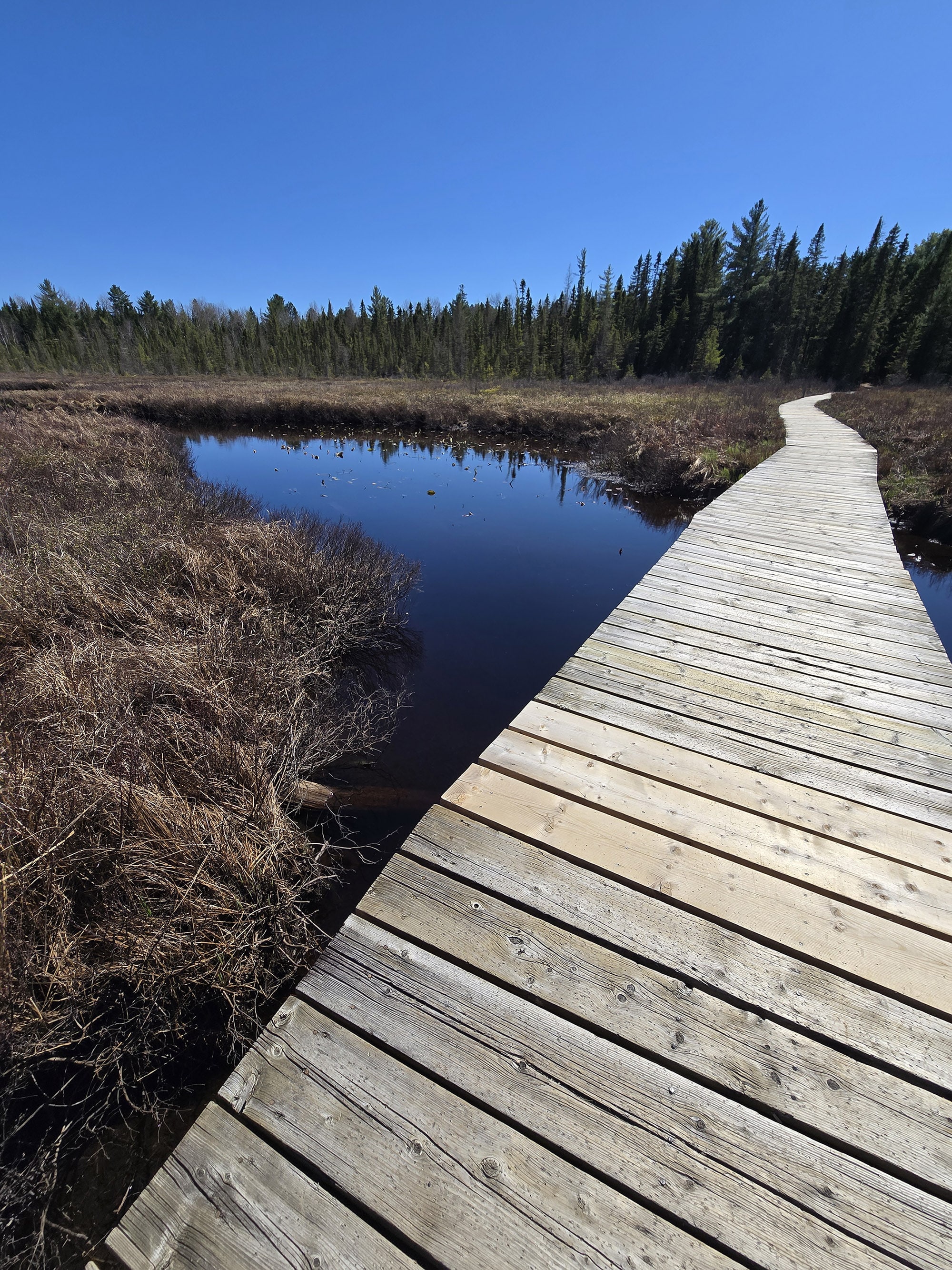 A scenic view along the Spruce Bog Boardwalk Trail in Algonquin Provincial Park.
