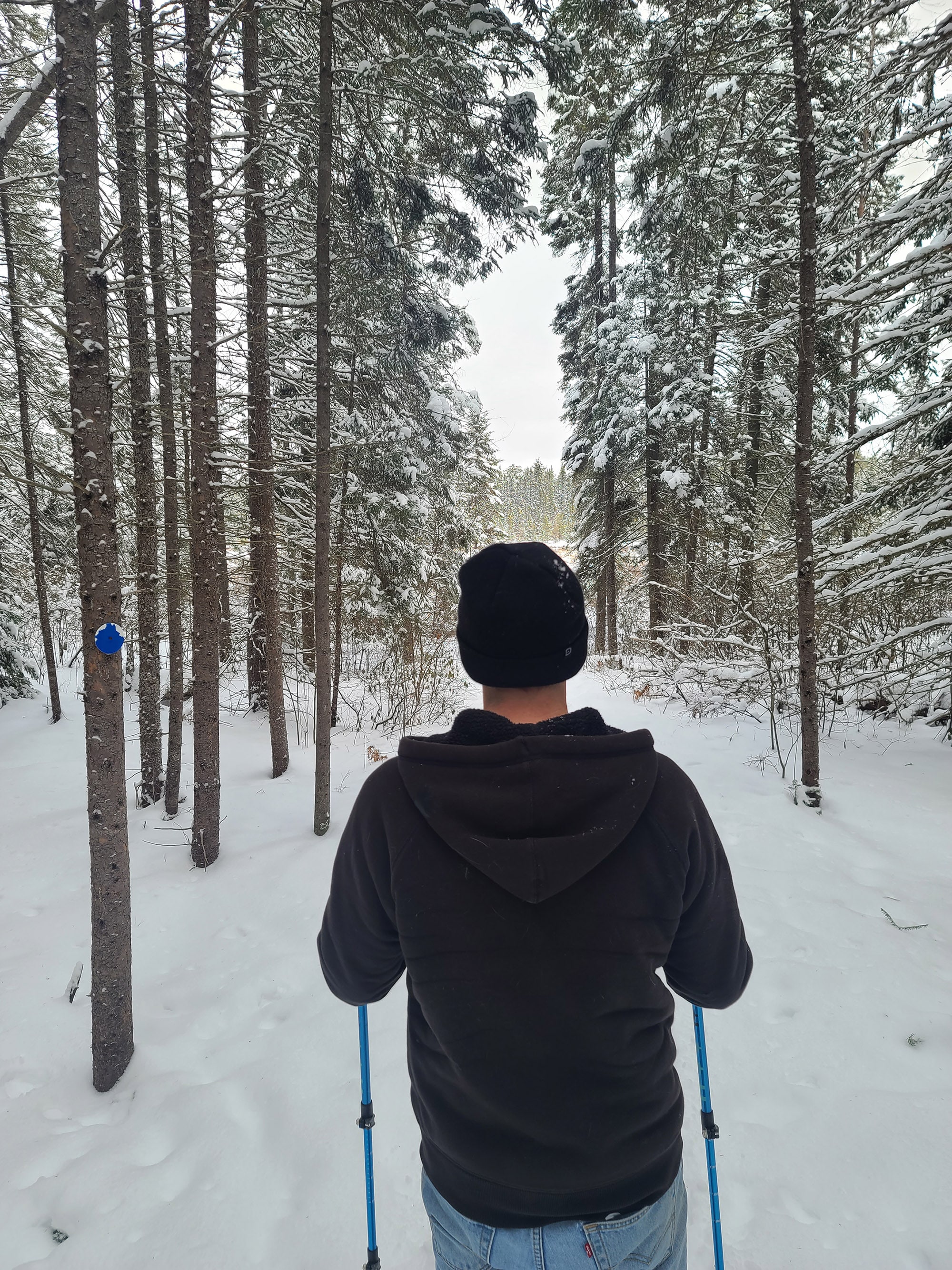 A scenic view along the Spruce Bog Boardwalk Trail in Algonquin Provincial Park.