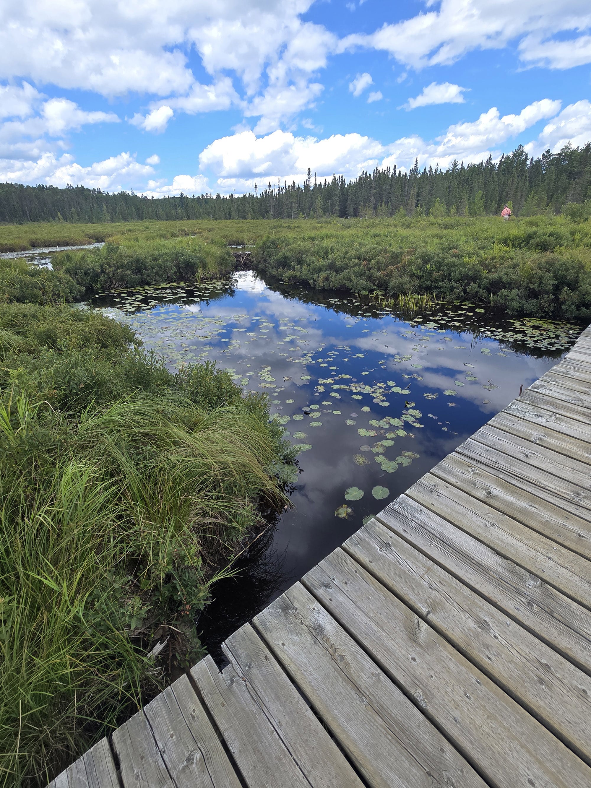 A scenic view along the Spruce Bog Boardwalk Trail in Algonquin Provincial Park.