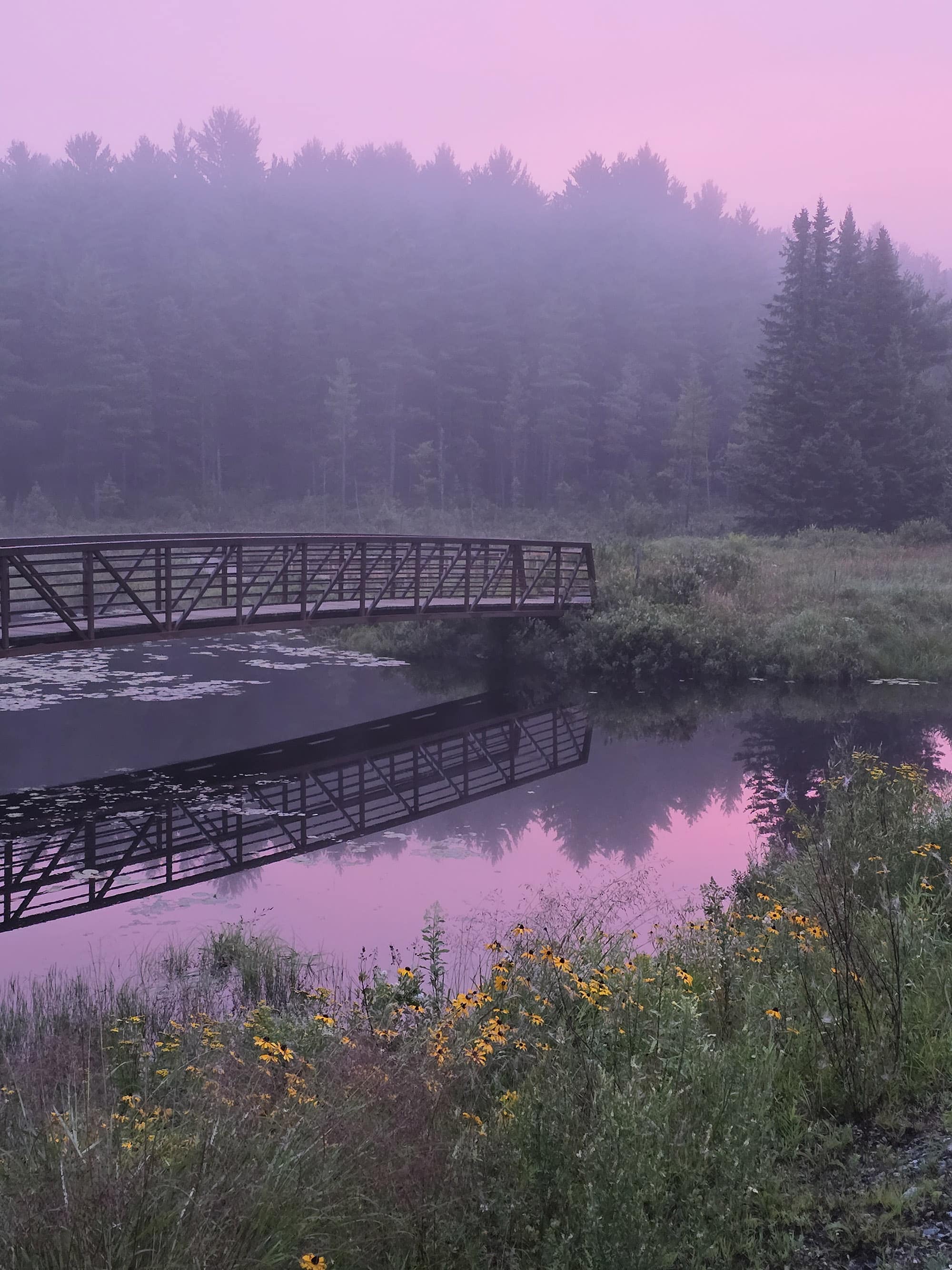 A scenic view along the Spruce Bog Boardwalk Trail in Algonquin Provincial Park.