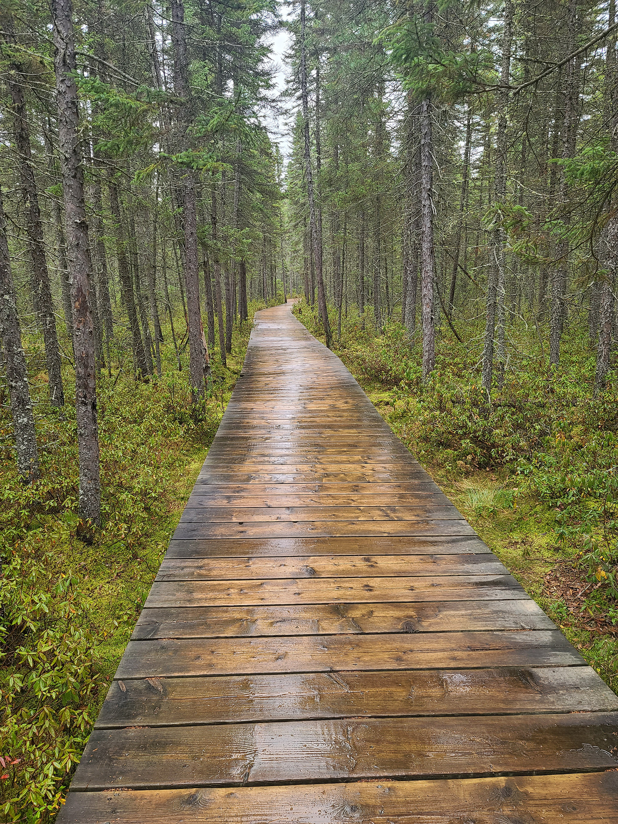 A scenic view along the Spruce Bog Boardwalk Trail in Algonquin Provincial Park.