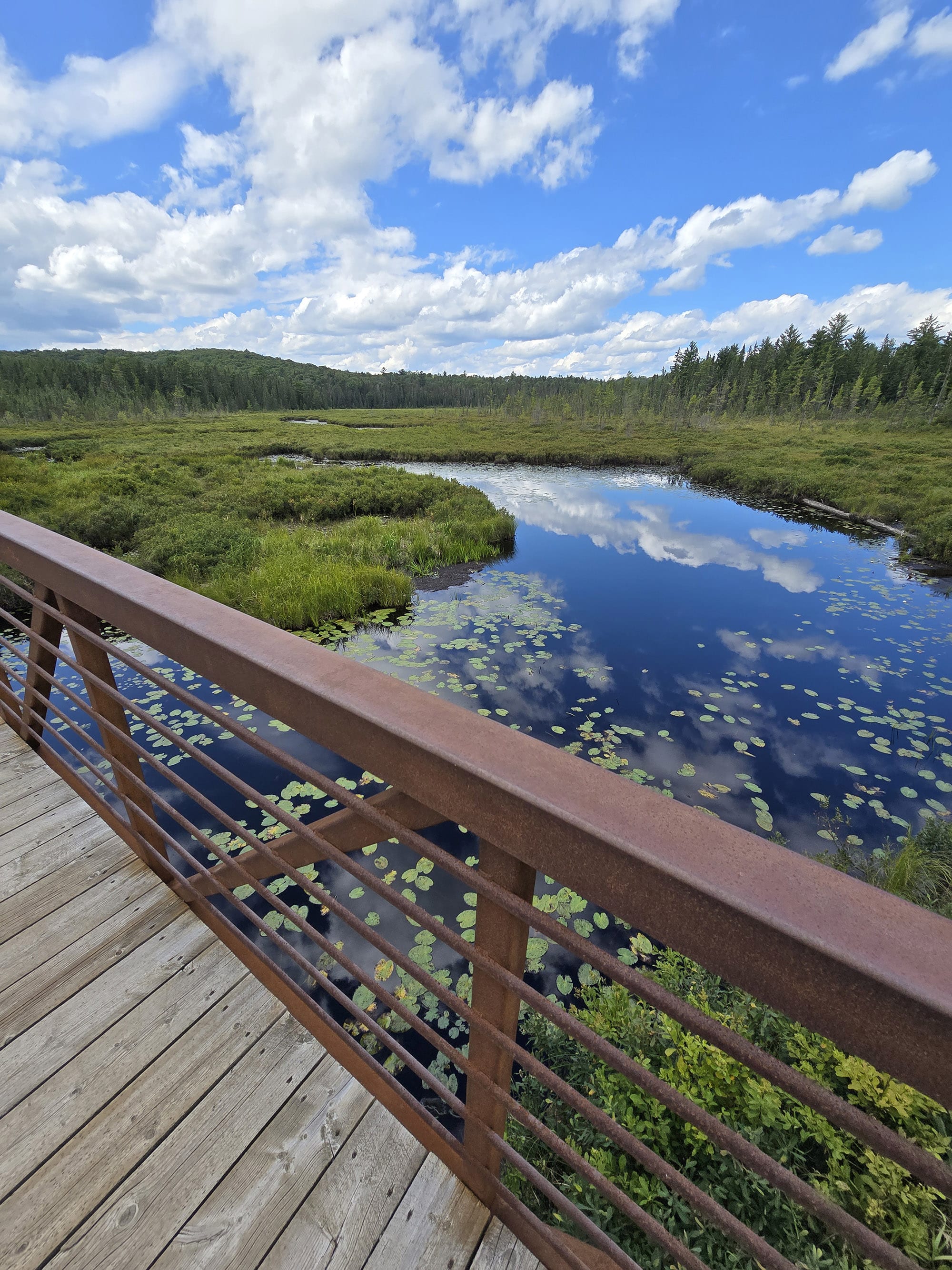 A scenic view along the Spruce Bog Boardwalk Trail in Algonquin Provincial Park.