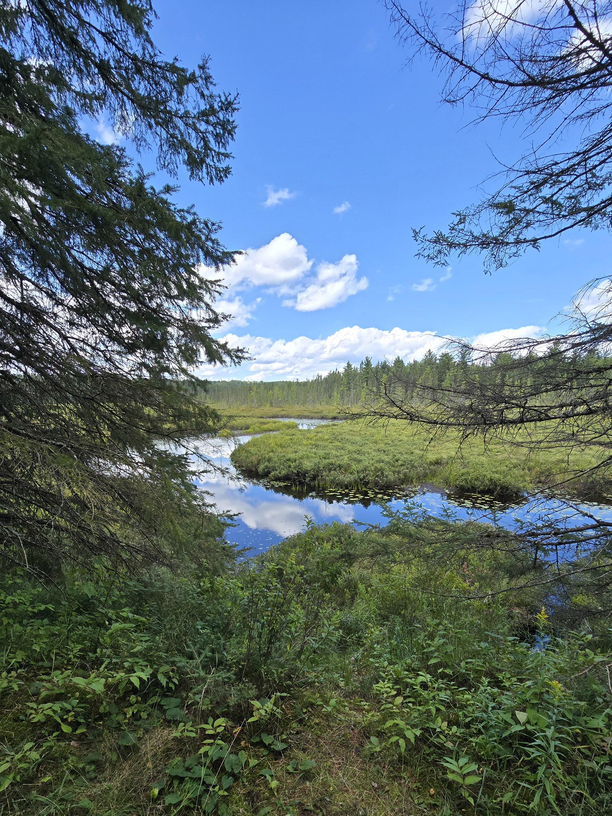 A scenic view along the Spruce Bog Boardwalk Trail in Algonquin Provincial Park.