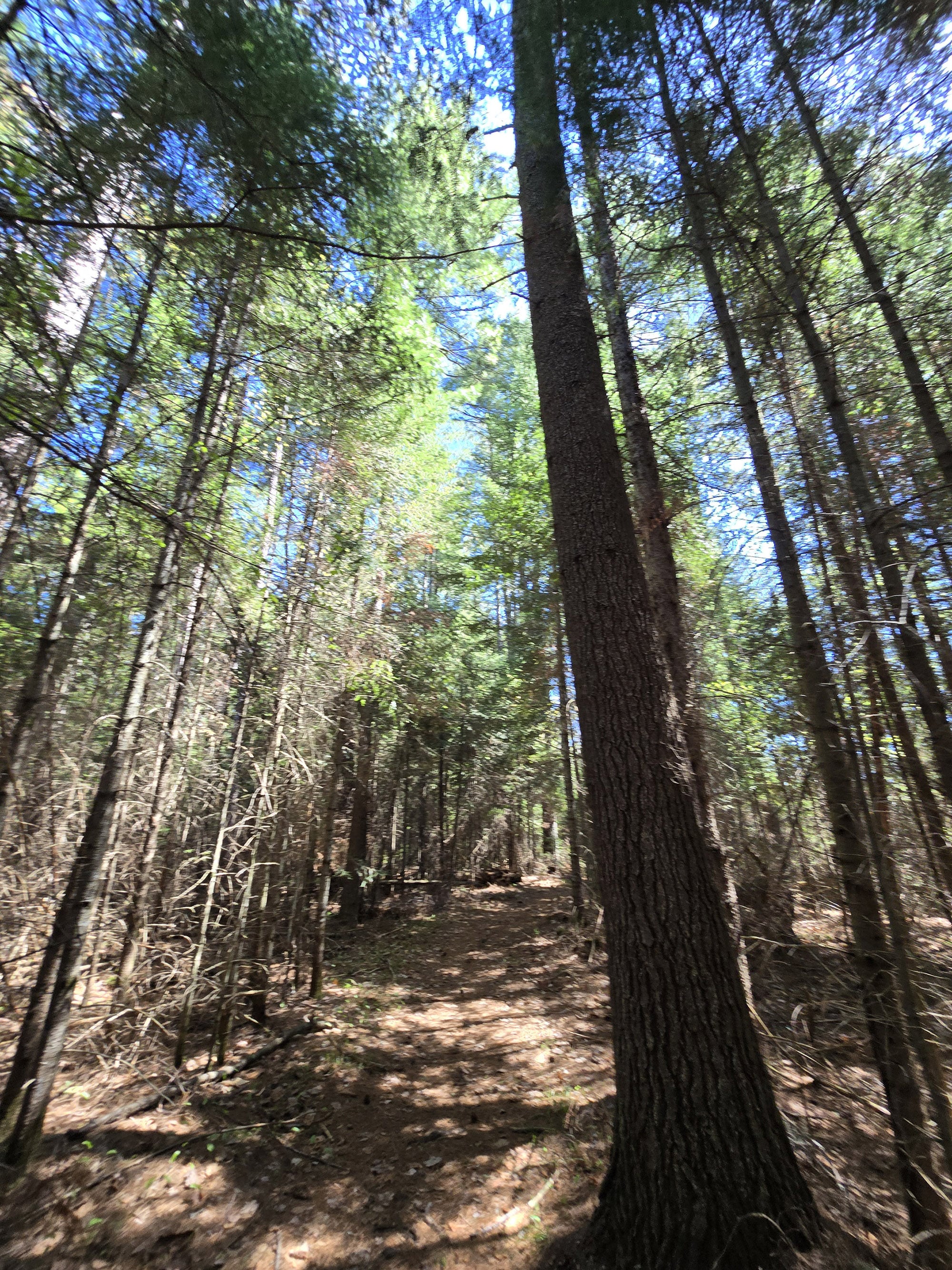 A scenic view along the Berm Lake Trail in Algonquin Provincial Park.