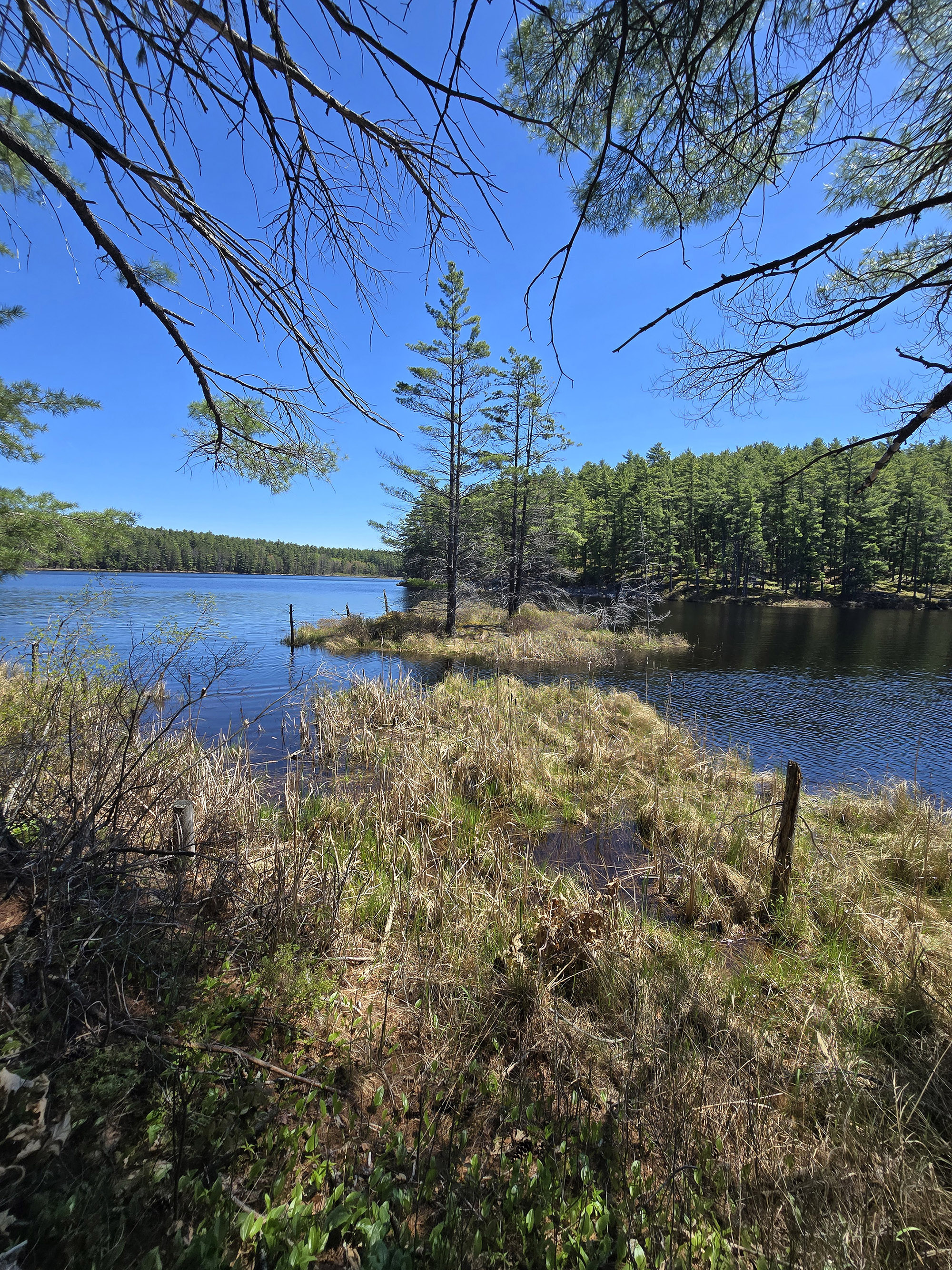 A scenic view along the Berm Lake Trail in Algonquin Provincial Park.