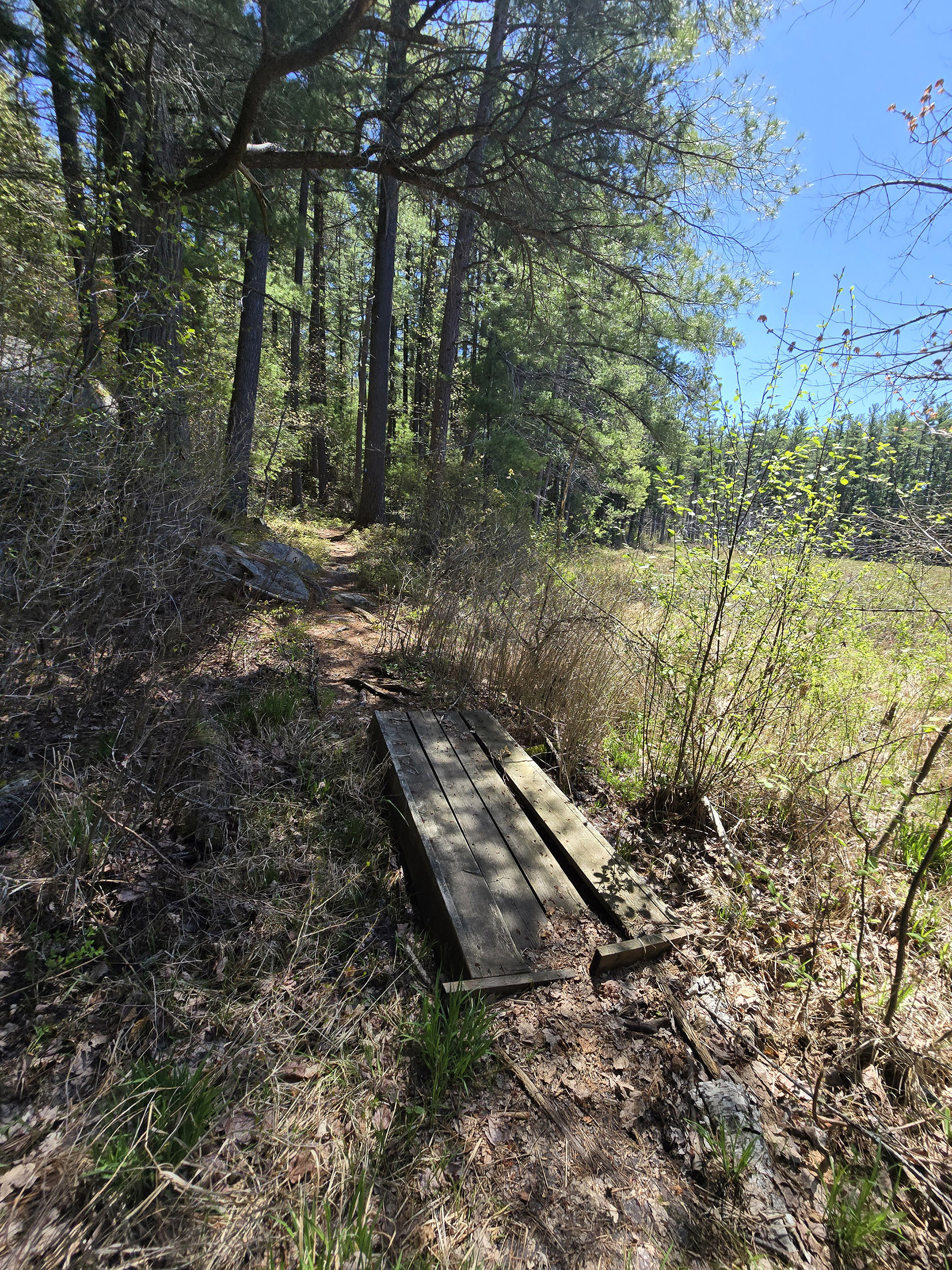 A scenic view along the Berm Lake Trail in Algonquin Provincial Park.