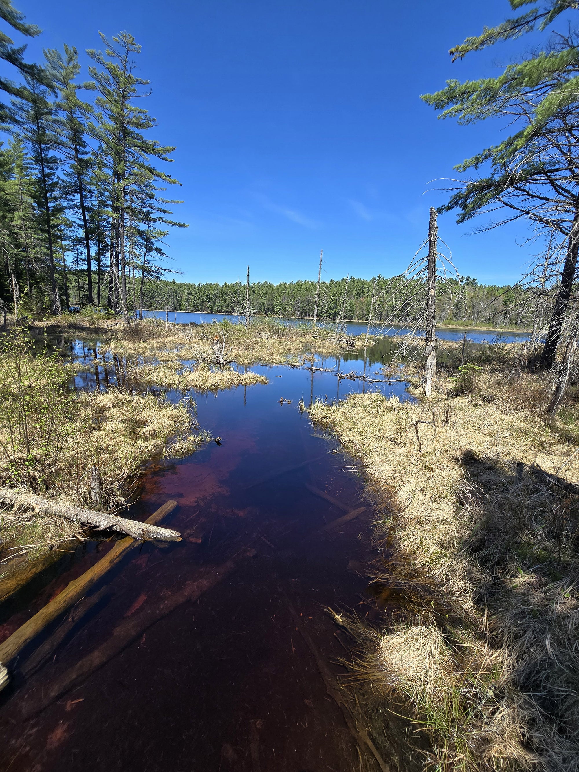 A scenic view along the Berm Lake Trail in Algonquin Provincial Park.