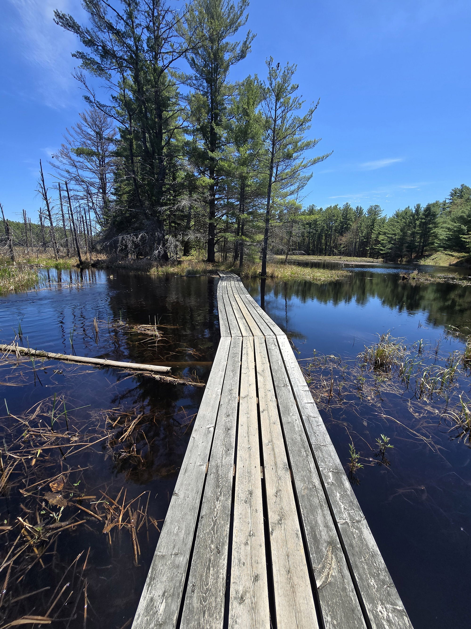 A scenic view along the Berm Lake Trail in Algonquin Provincial Park.