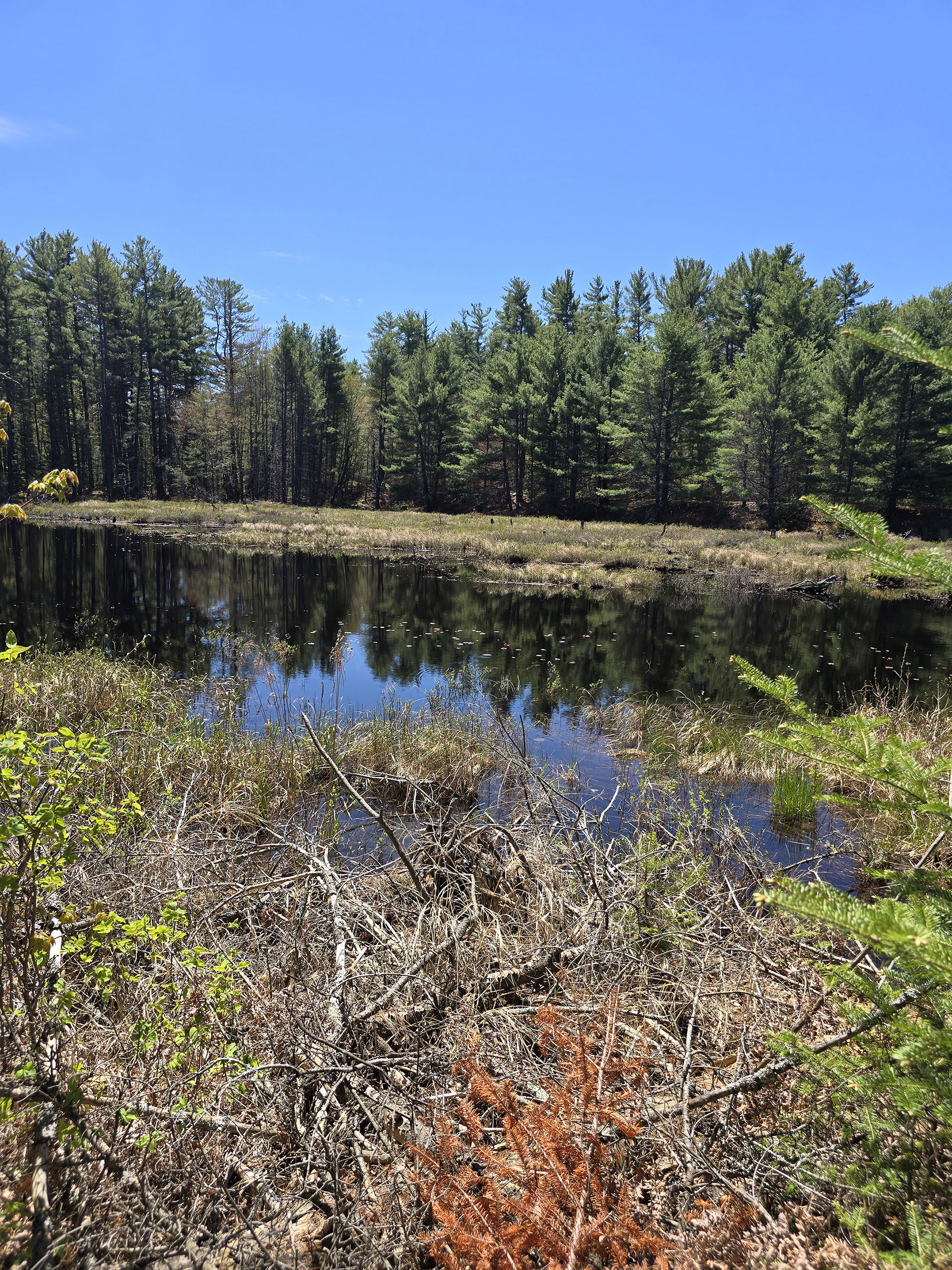 A scenic view along the Berm Lake Trail in Algonquin Provincial Park.