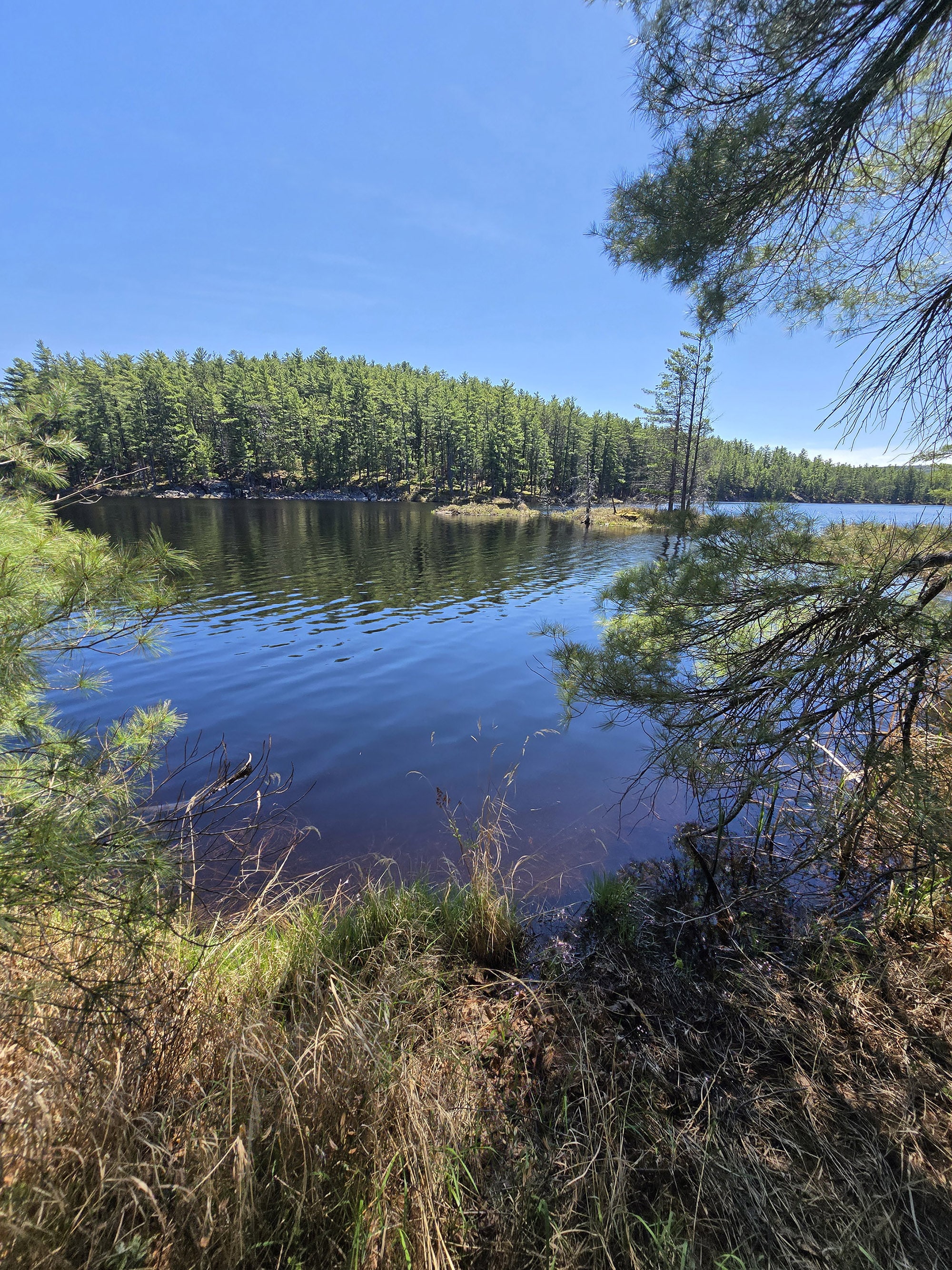 A scenic view along the Berm Lake Trail in Algonquin Provincial Park.
