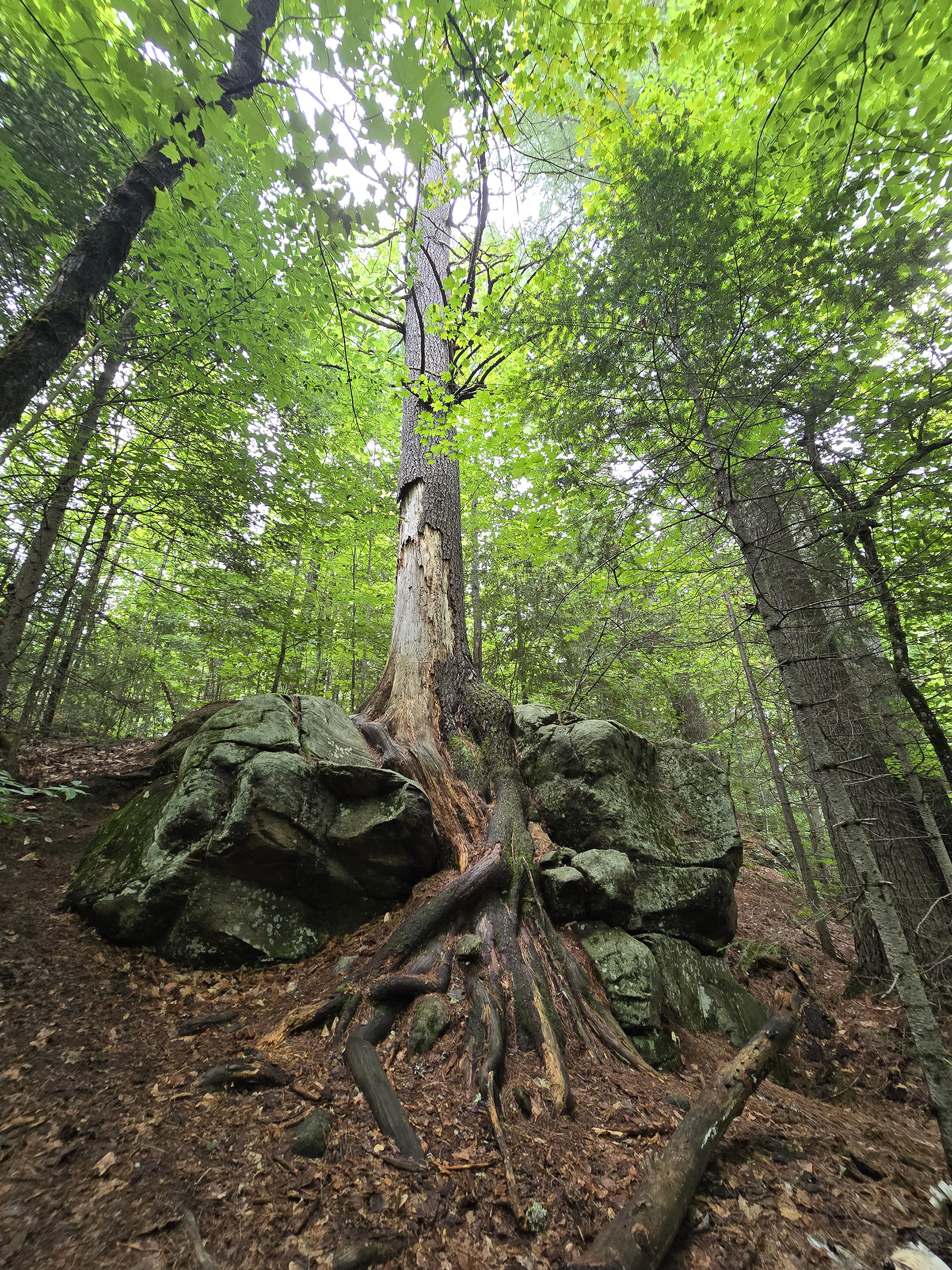 A Scenic view along the Big Pines Trail in Algonquin Provincial Park.