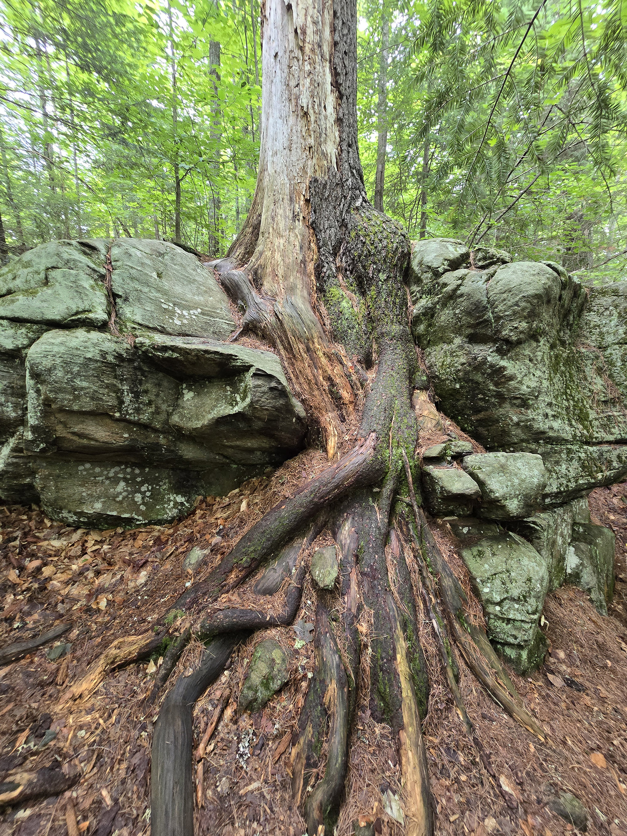 A Scenic view along the Big Pines Trail in Algonquin Provincial Park.
