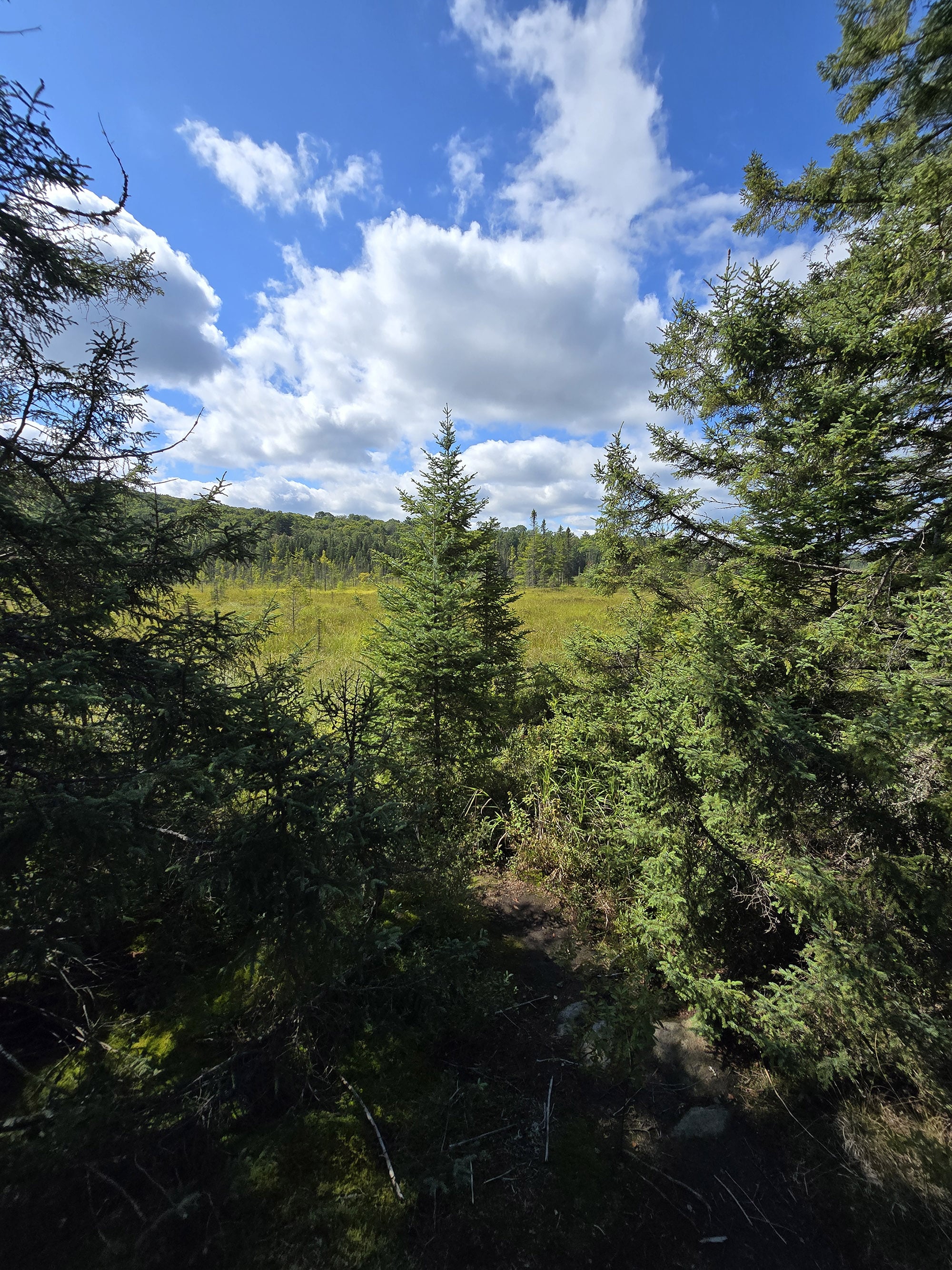 A Scenic view along the Big Pines Trail in Algonquin Provincial Park.