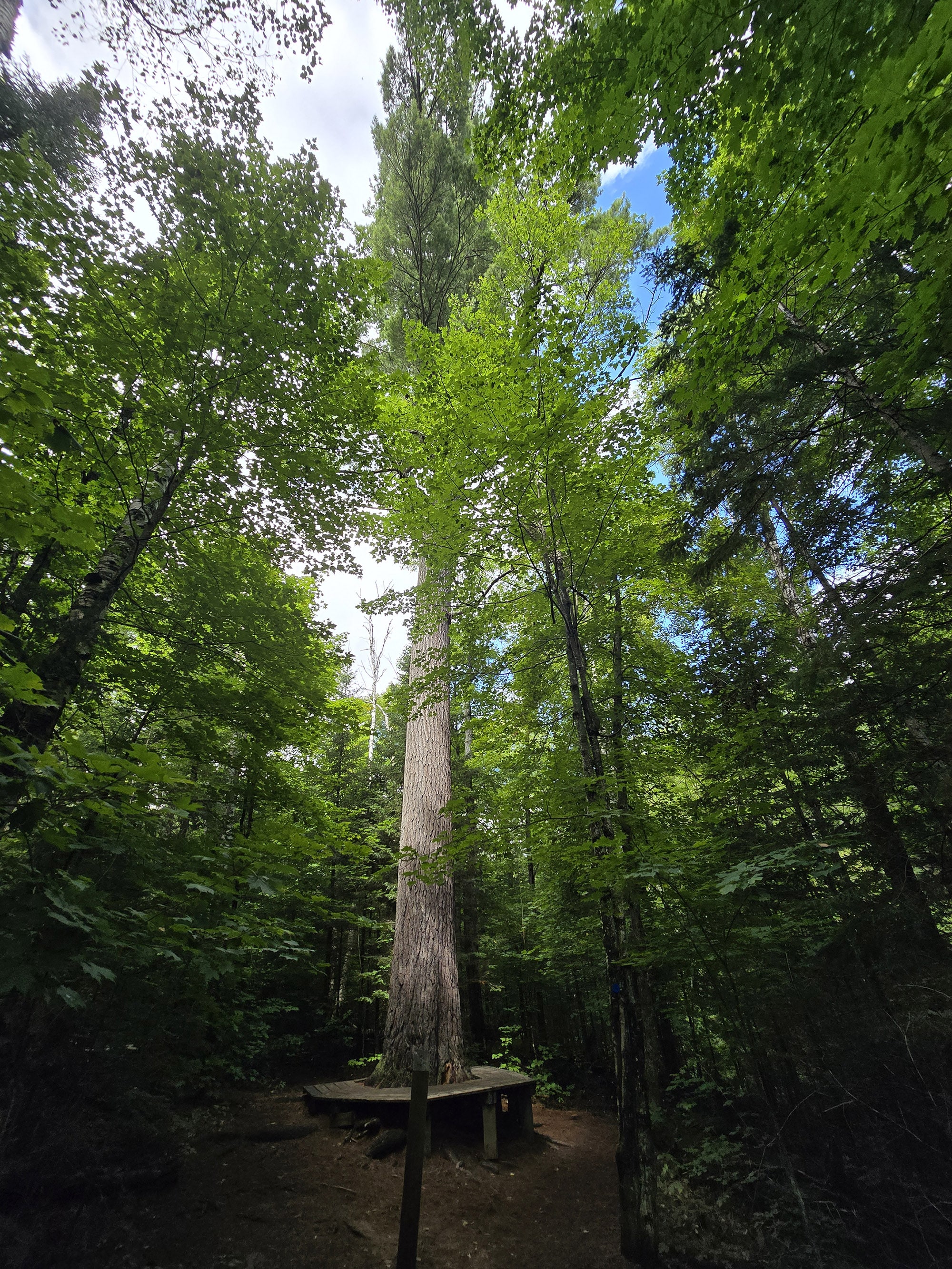 A Scenic view along the Big Pines Trail in Algonquin Provincial Park.