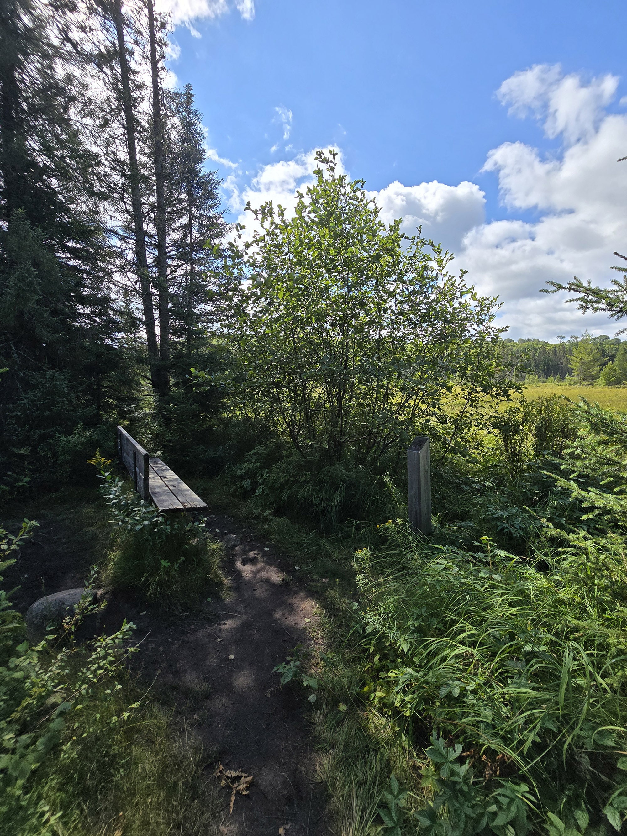 A Scenic view along the Big Pines Trail in Algonquin Provincial Park.