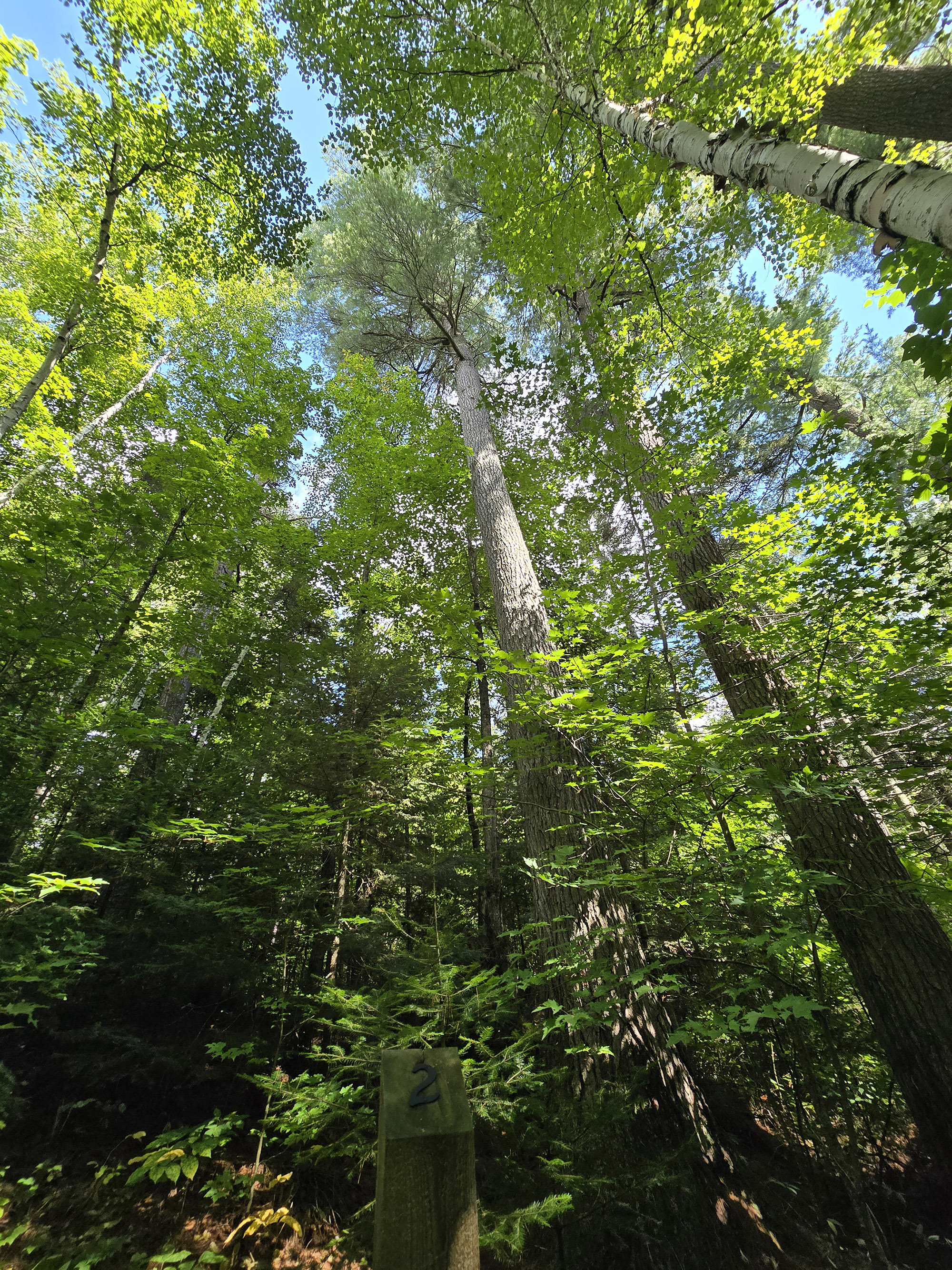 A Scenic view along the Big Pines Trail in Algonquin Provincial Park.