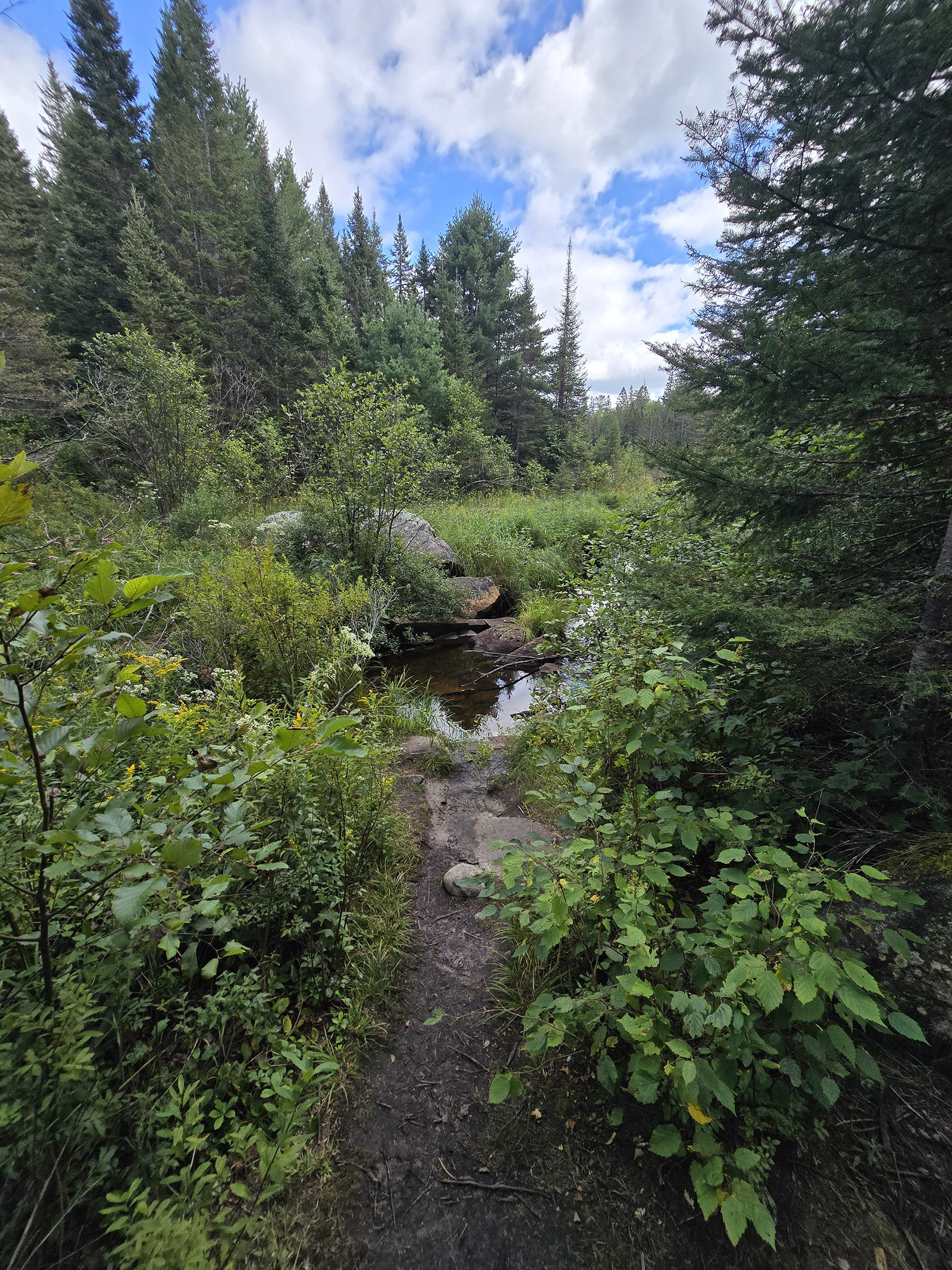A Scenic view along the Big Pines Trail in Algonquin Provincial Park.