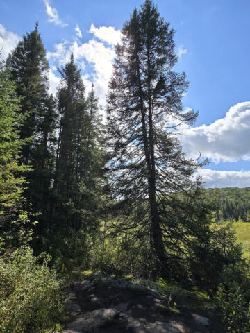 A Scenic view along the Big Pines Trail in Algonquin Provincial Park.