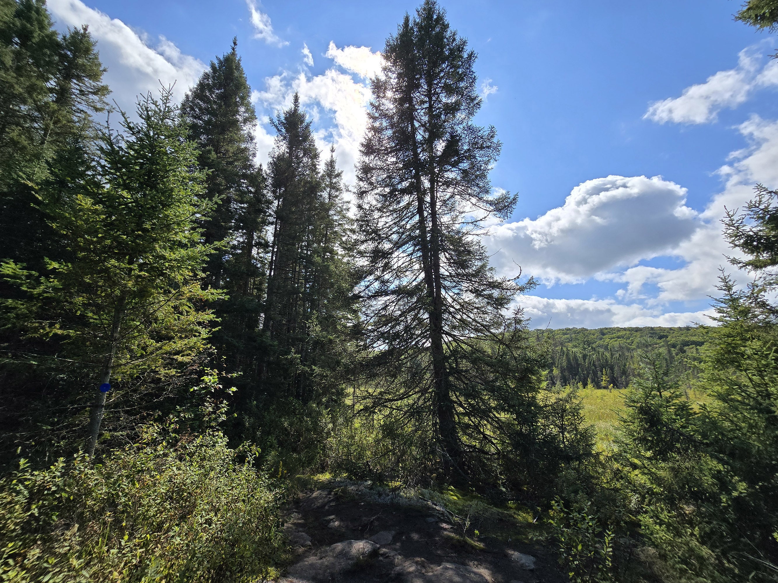 A Scenic view along the Big Pines Trail in Algonquin Provincial Park.