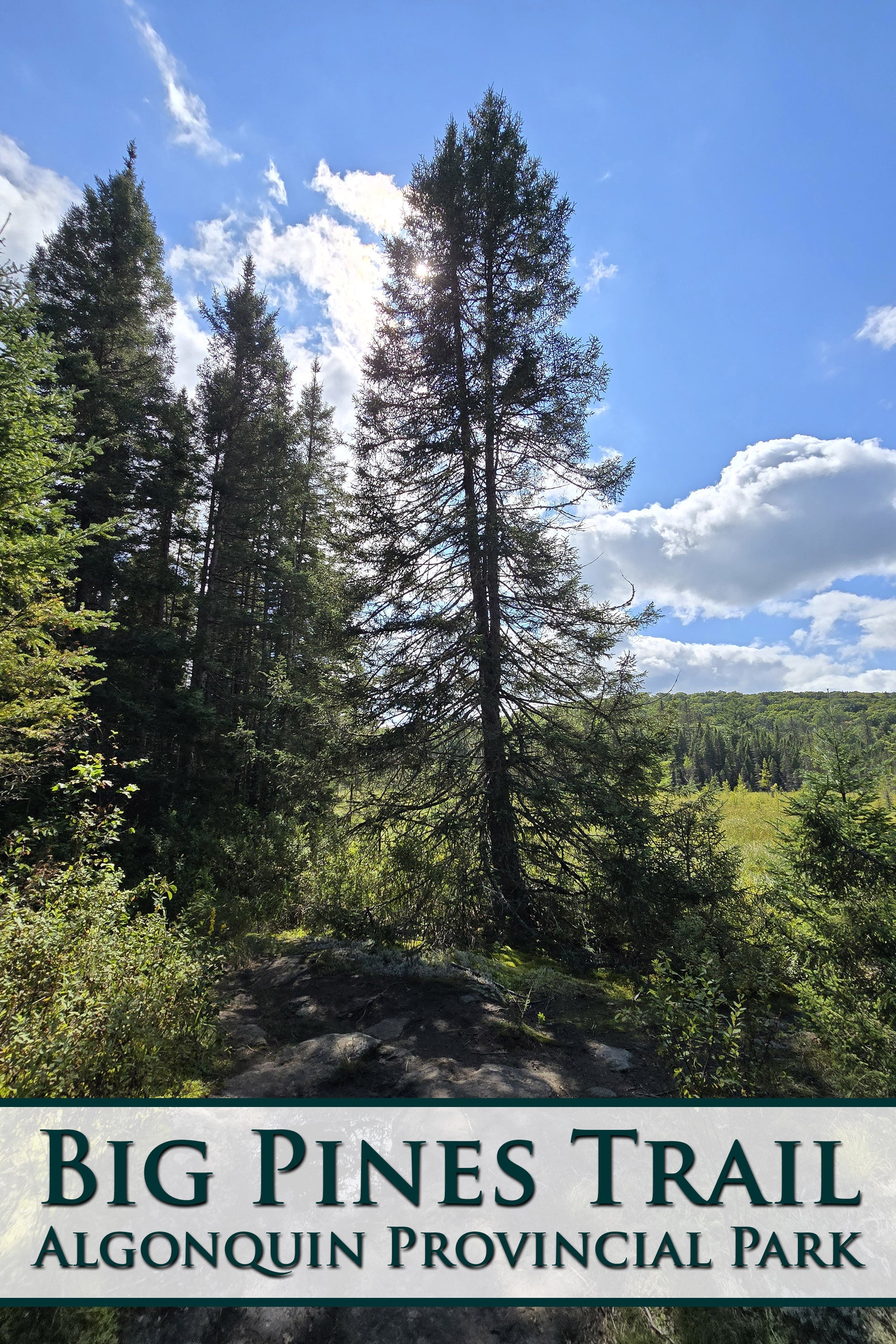 Tall pine trees in front of a cliff. Overlaid text says Big Pines Trail, Algonquin Provincial Park