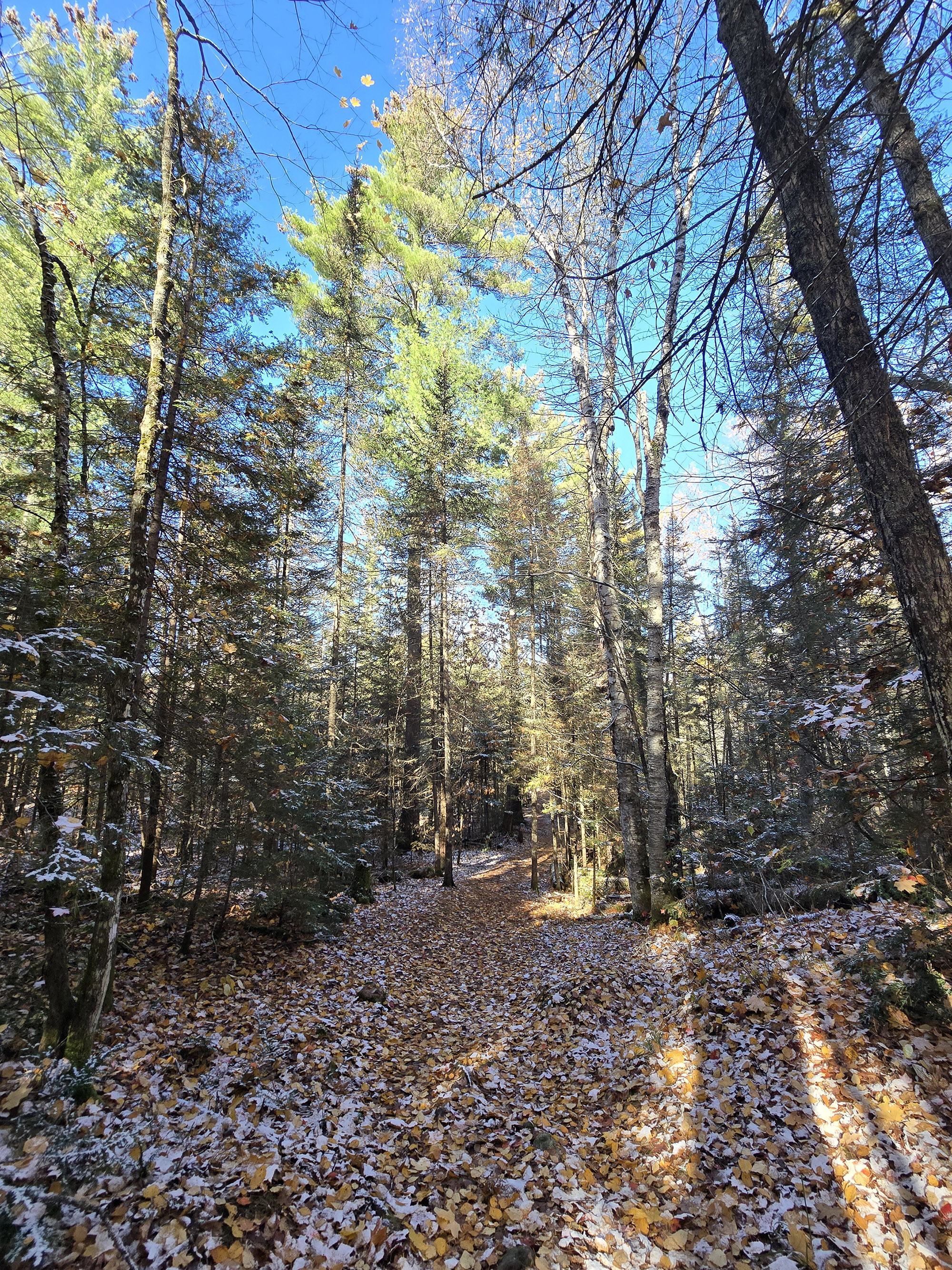 A Scenic View along the Brent Crater Trail in Algonquin Provincial Park.