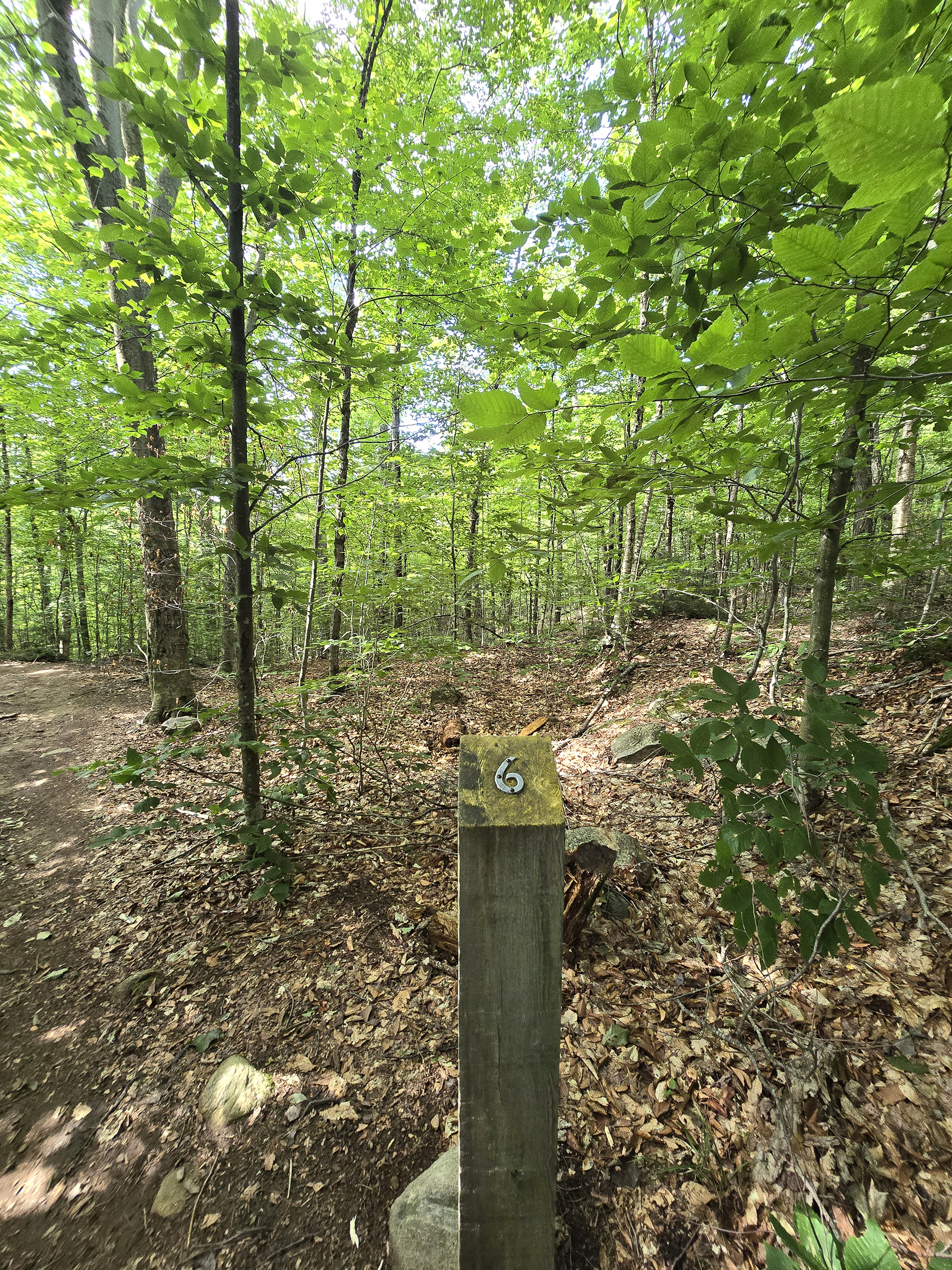 A scenic view along the Hardwood Lookout Trail in Algonquin Provincial Park.