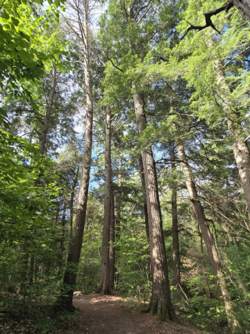 A tall stand of trees along the Hardwood Lookout Trail in Algonquin Provincial Park.