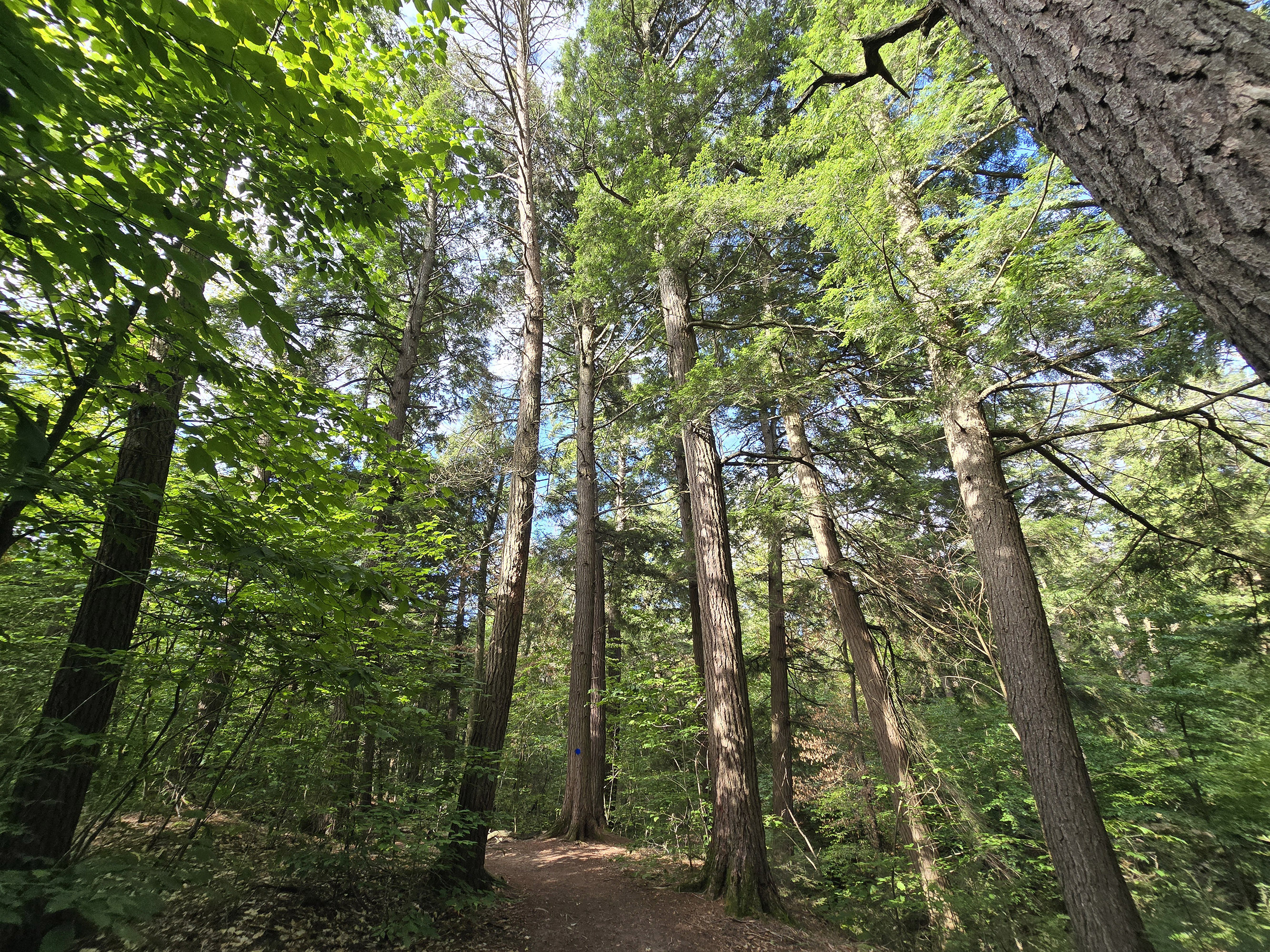A tall stand of trees along the Hardwood Lookout Trail in Algonquin Provincial Park.