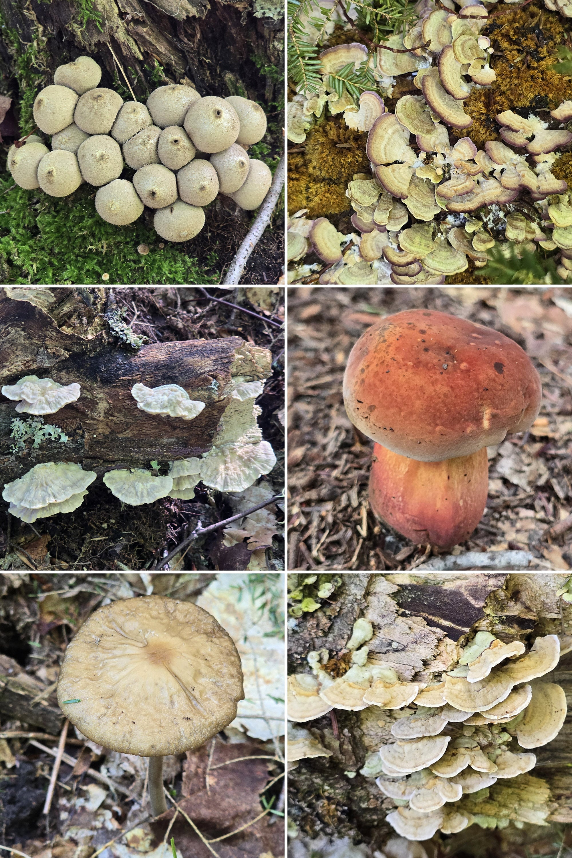 4 part image showing different types of fungi.