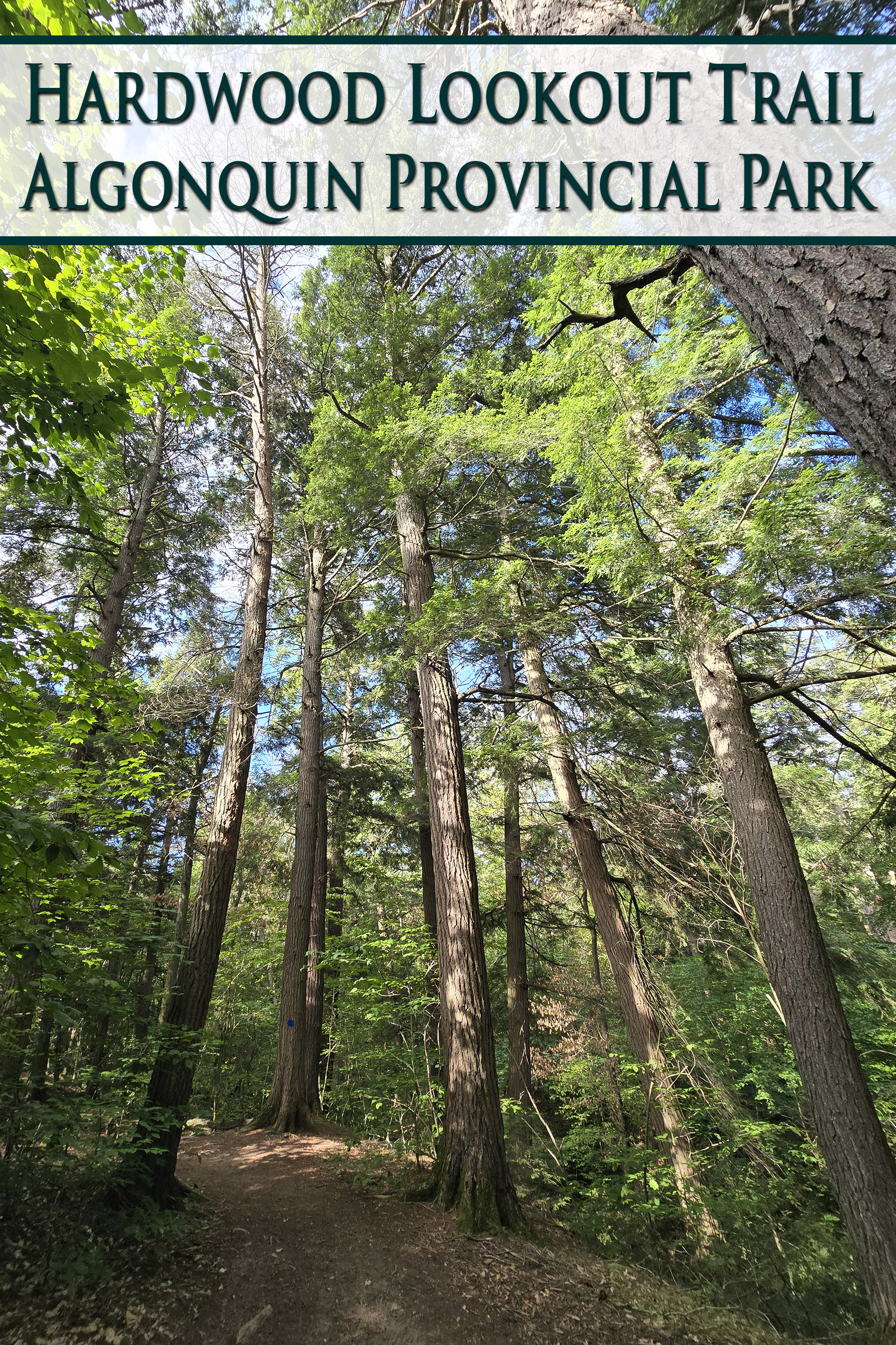A tall stand of trees. Overlaid text says Hardwood Lookout Trail, Algonquin Provincial Park.